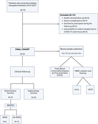 Molecular screening of transitional B cells as a prognostic marker of improved graft outcome and reduced rejection risk in kidney transplant